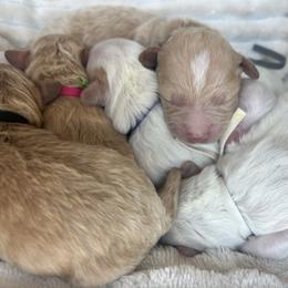Green Collar - Red male Havapoo puppy in Powder Springs, Georgia from West Cobb Dogs