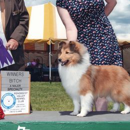 Shetland Sheepdogs from Oyez Shetland Sheepdogs