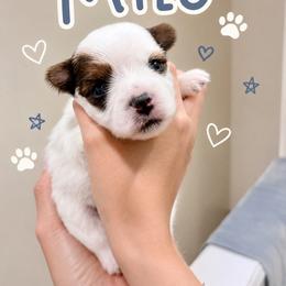 Milo - Parti male Yorkshire Terrier puppy in Hermiston, Oregon from Sunshine Luv Yorkies