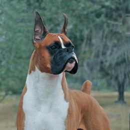 Boxer All Grown Up from Rummer Run Boxers