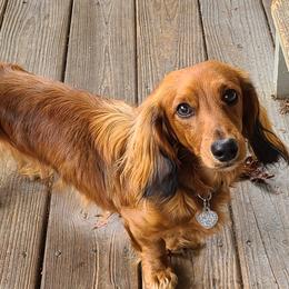 Tequila - Dachshund