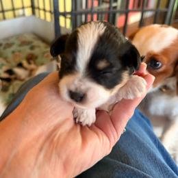 Baby Bear - Black and white male Assorted Doodle Crosses puppy in Mt Pleasant, Texas from Hippdoodranch