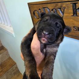Harmony - Black and red female German Shepherd puppy in Columbus, Indiana from Stony Lonesome GSD