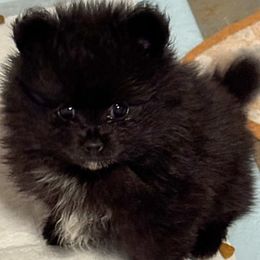 Frankie - Black male Pomeranian puppy in Corydon, Indiana from Kortes Pomeranians