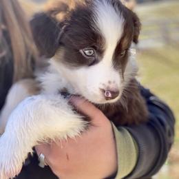 Australian Shepherd Puppies from Malin Family Aussies