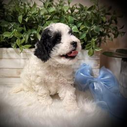 Poodle All Grown Up from Yessie Rodriguez