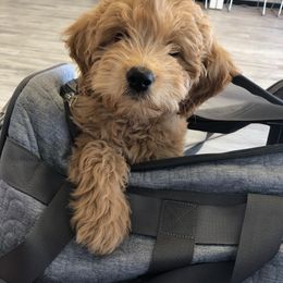 Goldendoodle Puppies from High Country Mini Goldendoodles