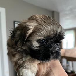 Rudy - Brindle male Shih Tzu puppy in Reading, Michigan from You Little Shih-tzu’s 😊