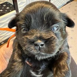 Orange collar - Tanner - Black and white male Shorkie puppy in Mays Landing, New Jersey from Fancy Paws Shorkies & Shih Tzus