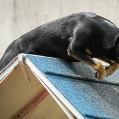 Lancashire Heelers from Quickheels