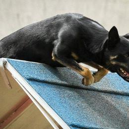Lancashire Heelers from Quickheels