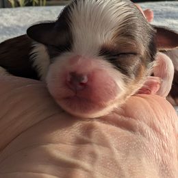 Will update soon - Parti male Yorkipoo puppy in Idaho from Little Rascal Ranch