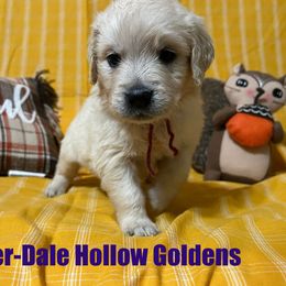 4th pick - Light golden female Golden Retriever puppy in Monroe, Tennessee from Dale Hollow Goldens