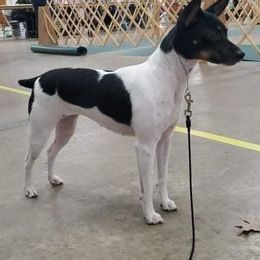 Rat Terriers from Forest Grove Rat Terriers