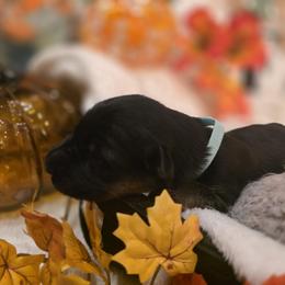 Rosé Lumière Lunaire Elite Von Haus (Teal Collar) - Black and red female German Shepherd puppy in Grants Pass, Oregon from Elite Von Haus German Shepherds
