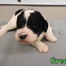 Green Boy - Black and white male Bernedoodle puppy in Enfield, Connecticut from Sweet Connecticut Doodles