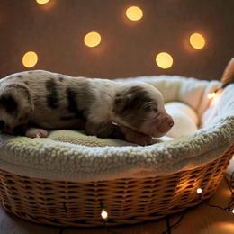 Pearl - Red merle female Australian Shepherd puppy in Statesville, North Carolina from Charming Australian Shepherds