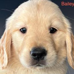 Bailey - Golden male Golden Retriever puppy in Vail, Arizona from Retrievers Gold AZ