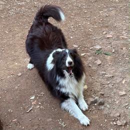 Mena - Black and white female Shetland Sheepdog puppy in Pleasant Shade, Tennessee from Odyssey Shetland Sheepdogs