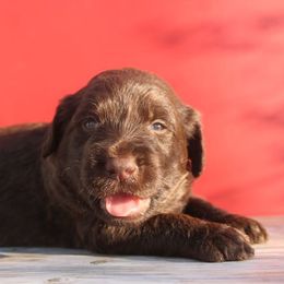 Reese - Chocolate male Labradoodle puppy in Apache Junction, Arizona from Loving Doodle