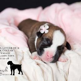 Boxer Puppies from Hawk Creek Boxers