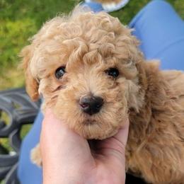 Tank - Apricot male Poodle puppy in Mapleton, Utah from Caboodles Of Poodles