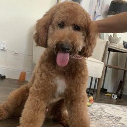 Archie  - Goldendoodle