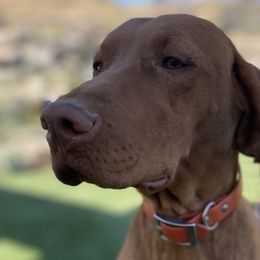 Baker - Vizsla