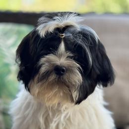 French Bulldog, Miniature American Shepherd, and Shih Tzu Puppies from Serene Prairie K9