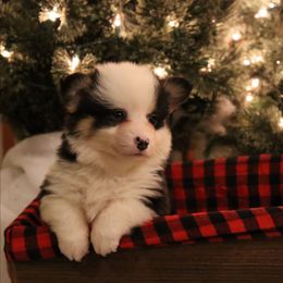 Panda - Black and tan male Pembroke Welsh Corgi puppy in St. Charles, Iowa from Kim Boyle's Pembroke Welsh Corgis