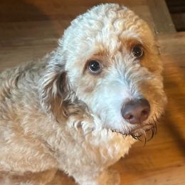 Roxy - Aussiedoodle