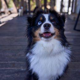 Odin - Toy Australian Shepherd