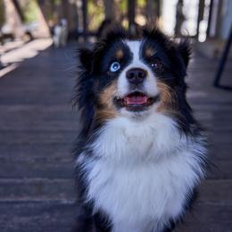 Odin - Toy Australian Shepherd