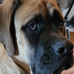 Mastiffs from Nytewind Mastiffs