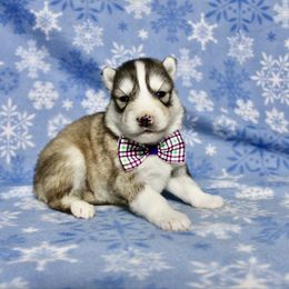 Franconia(S5) - Gray and white female Siberian Husky puppy in Lunenburg, Vermont from SNOW WOOLY HUSKY