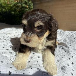 Zipporah - Liver female Miniature Schnauzer puppy in Hemet, California from Journee Home Mini Schnauzers