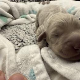 Swifty - female Long Haired Weimaraner puppy in Blanchardville, Wisconsin from Northern Bluegrass Weimaraners