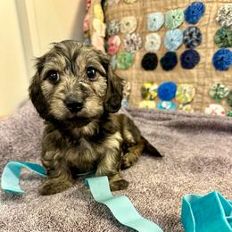 Quiggles - Cream male Dachshund puppy in Hensley, Arkansas from The Dachshund Barn