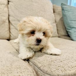 Maltipoo Puppies from Maine's Maltipoos