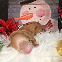 Leonidas - Red  male Goldendoodle puppy in Boise, Idaho from Goldendoodle Baby