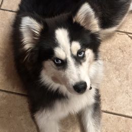 Chihuahuas from Roark Pack Chihuahua's & Pomsky's