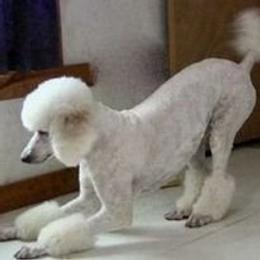 LuLu Belle - Poodle