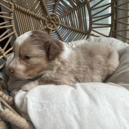 Muffin - Red merle male Australian Shepherd puppy in Grants Pass, Oregon from Carmel Mountain Aussies