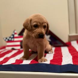 Ella - Light Pink Collar Female - Yellow female Labrador Retriever puppy in Hurtsboro, Alabama from PARK’s Family Farm