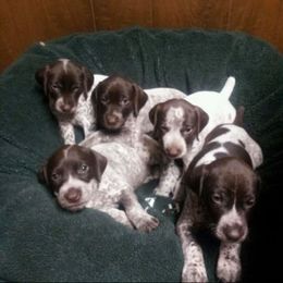 German Shorthaired Pointer Puppies from Madrone German Shorthaired Pointers