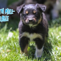 Jessie - Black tri-color male Australian Shepherd puppy in Cedar City, Utah from 10-BAR-Y RANCH