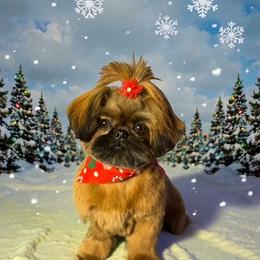 Shih Tzu puppies from Little Miracles Shih Tzu