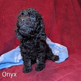 Onyx - Black male Cockapoo puppy in Sunset, Louisiana from Cano Cockapoos