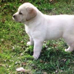 Labrador Retrievers from Maggie's Lab