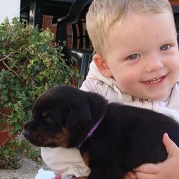 Doberman Pinscher Puppies from Schloss Velburg Dobermanns